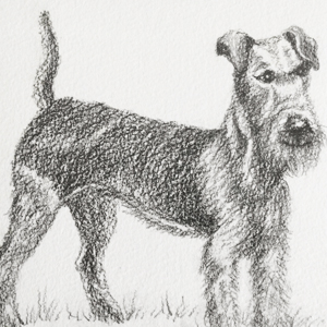 Airedale Terrier