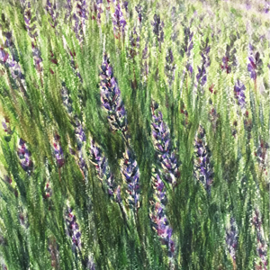 Lavender