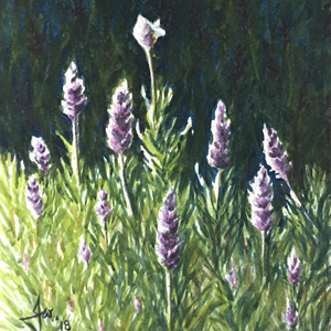 Lavender II